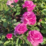 Shocking Blue / Шокинг Блю